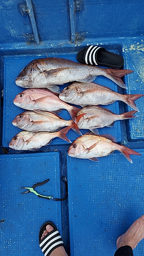 マダイの釣果