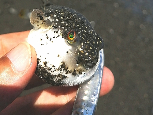 フグの釣果