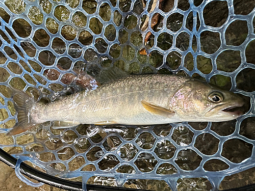 イワナの釣果