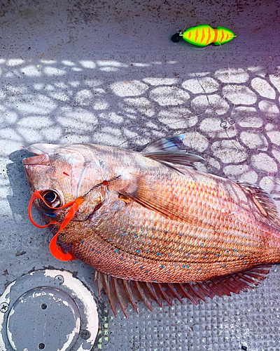 マダイの釣果