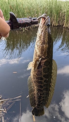 ライギョの釣果