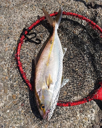 カンパチの釣果