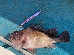 タヌキメバルの釣果