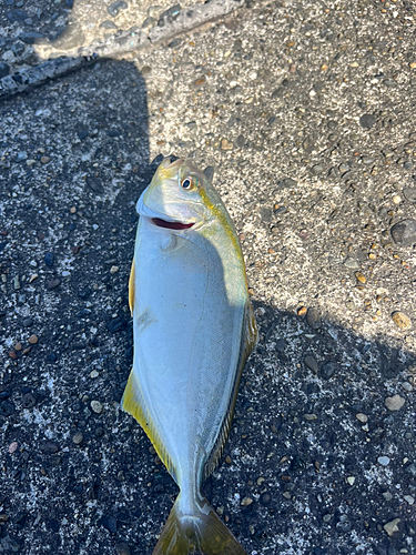 ショゴの釣果