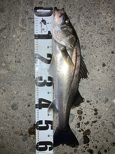 シーバスの釣果