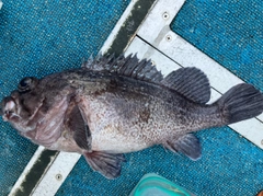 キツネメバルの釣果