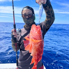 ウッカリカサゴの釣果