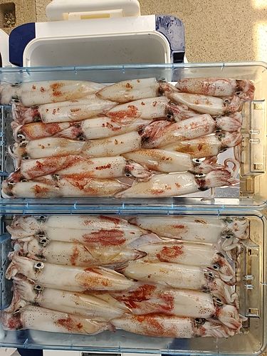 ケンサキイカの釣果