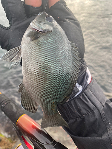 グレの釣果