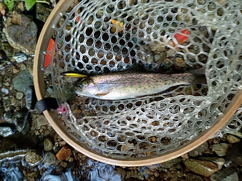 ニジマスの釣果