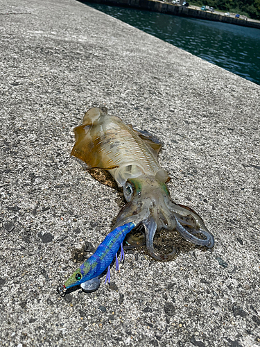 アオリイカの釣果