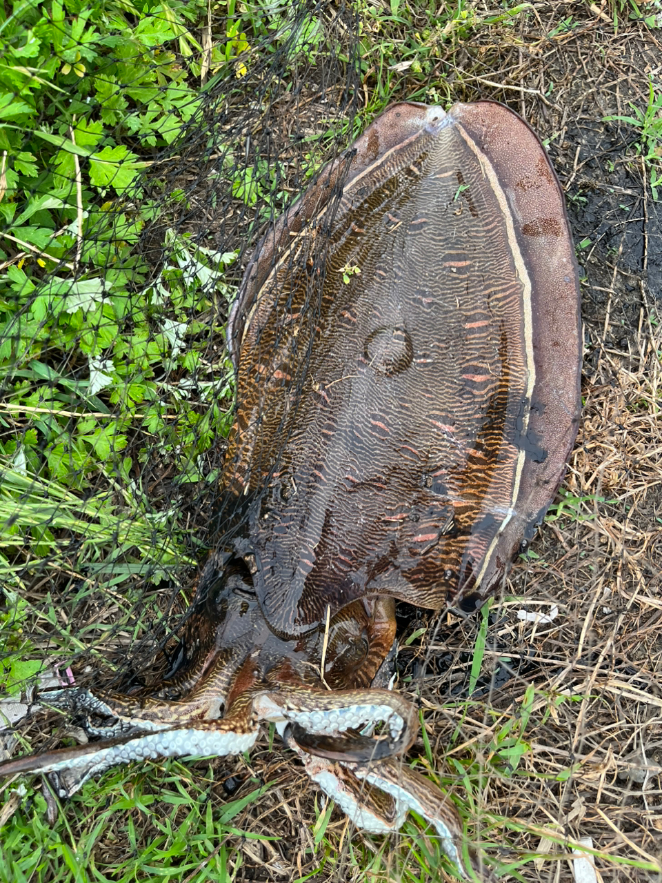 モンゴウイカ