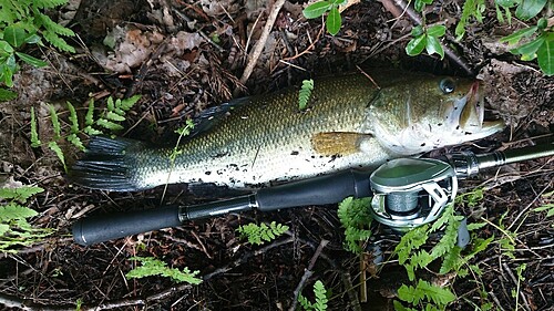 ブラックバスの釣果