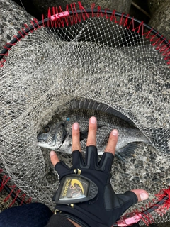 チヌの釣果