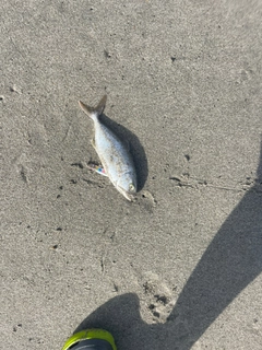 ショゴの釣果
