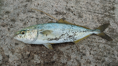 ワカシの釣果