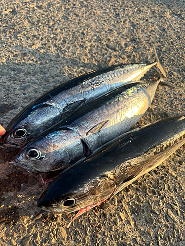 ソウダガツオの釣果