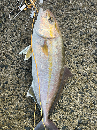 カンパチの釣果