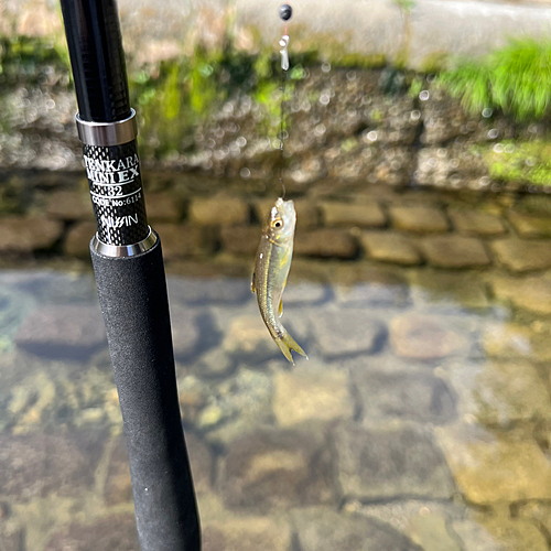 カワムツの釣果