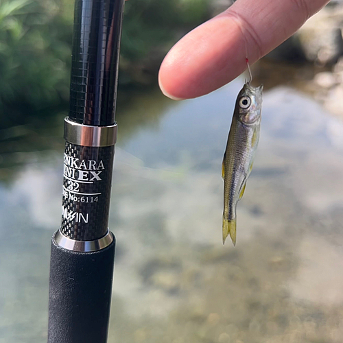 カワムツの釣果