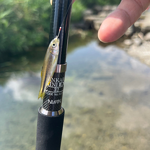 カワムツの釣果