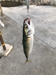 サバの釣果