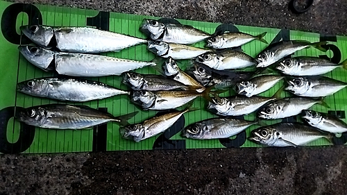 アジの釣果