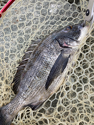 チヌの釣果