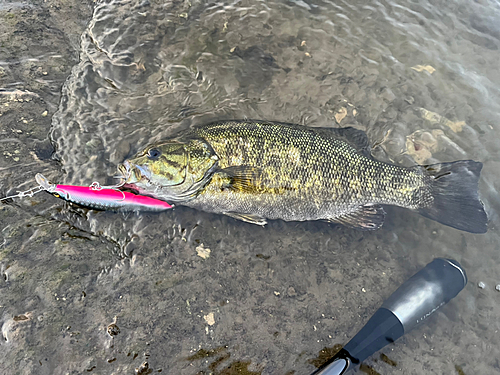 スモールマウスバスの釣果