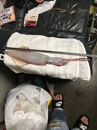 ケンサキイカの釣果