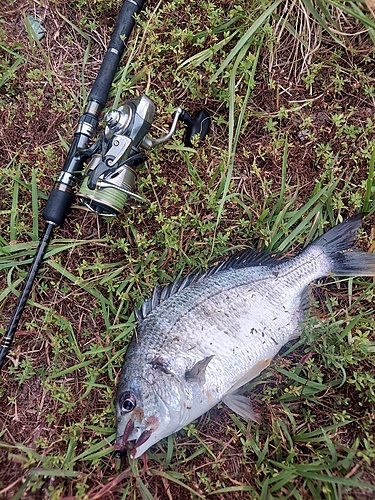 キビレの釣果