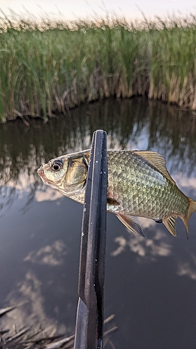 フナの釣果