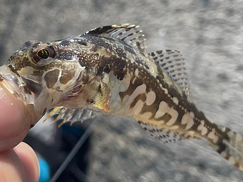 ハゼの釣果