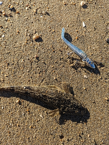 マゴチの釣果