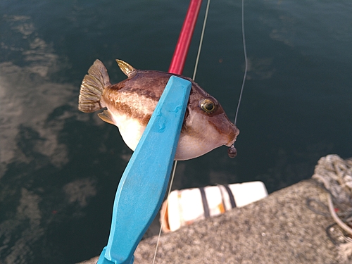 キタマクラの釣果