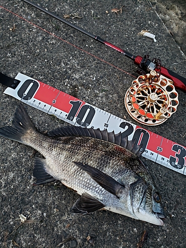 クロダイの釣果