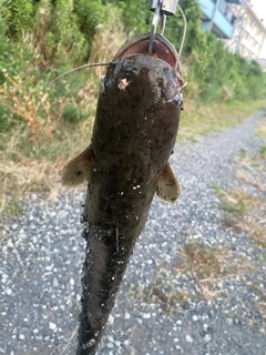 ナマズの釣果