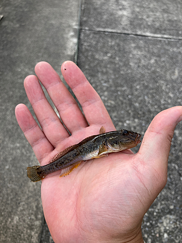 マハゼの釣果