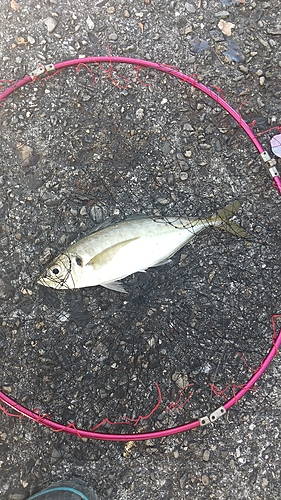 マアジの釣果