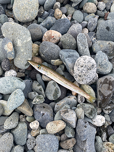 カマスの釣果