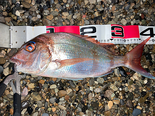 マダイの釣果