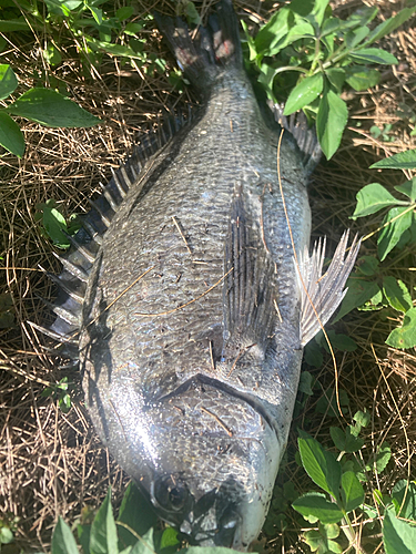 ミナミクロダイの釣果