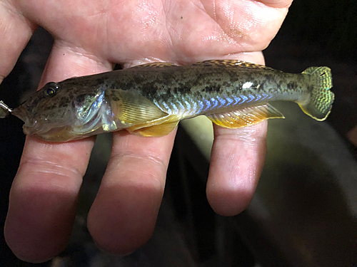 マハゼの釣果