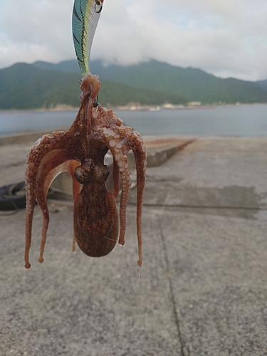 タコの釣果