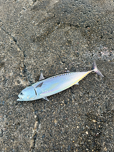 ソウダガツオの釣果