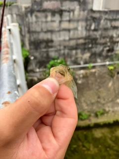 ゴクラクハゼの釣果