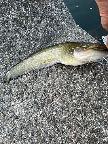 ナマズの釣果