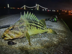 シマソイの釣果