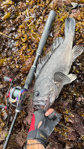 クロソイの釣果