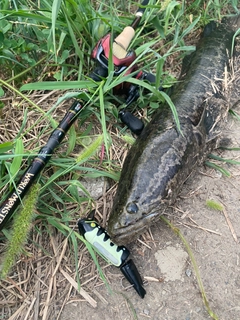 ライギョの釣果